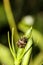 Close up brown marmorated stink bug Halyomorpha halys is feeding on green Ruellia tuberosa pod