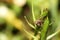 Close up brown marmorated stink bug Halyomorpha halys is feeding on green Ruellia tuberosa pod