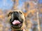 Close up of a brown Mastiff dog with a large open mouth