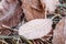 Close-up brown  ocher and yellow birch and oak leaves on ground in green frosty grass. Birch leaves lie on horizontal surface.