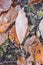 Close-up brown  ocher and yellow birch and oak leaves on ground in green frosty grass. Birch leaves lie on horizontal surface.