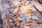 Close-up brown  ocher and yellow birch and oak leaves on ground in green frosty grass. Birch leaves lie on horizontal surface.