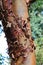 Close Up of the Brown, Peeling Bark of a Paperbark Maple Tree Trunk