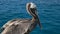 Close up of a brown pelican near isla san cristobal in the galapagos