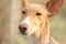 Close-up of brown podenco dog