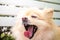 Close up of brown pomeranian face with long pink tongue