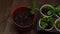 Close up of brown pot with a seedling standing next to trowel and tray of seedlings. Person adjusts the seedling with