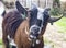 close up of a brown pygmy goat