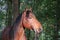 Close up of a brown quarter horse head