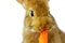 Close up brown rabbit eating carrot , isolate on white bakground