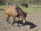 close up brown riding horse walking in the corral, tree and grass backkground