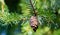 Close-up of brown ripe pine cone on branch of Picea omorika on green blurred background. Sunny day in autumn garden