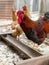 Close-up of a brown rooster near a feeding trough on a farmyard.