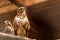 A close-up of a brown saker falcon