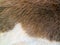 Close up of brown skinned goat fur with white details