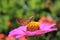 Close-up of a brown skipper butterfly collecting pollen