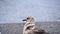 Close up of a brown skua in Antarctica