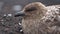 Close up of a brown skua in Antarctica