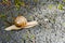 Close-up of a brown snail crawling on a road