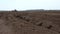 Close-up, brown soil on farm field. Nearby, tractor is working, plowing ground, planting potatoes. Agriculturally potato