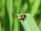 Close up brown spider standing at grass leaf, which ready to jump.