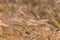 Close-up of brown spikelets of wild grasses. Mouse or false barley. Wet stems of plants after rain. Selective focus