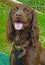 Close up of brown springer spaniel.