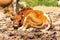 A close-up brown and white cow takes a power nap in the meadow.