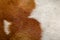 close up brown and white dog skin for texture and pattern