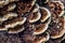 Close up brown with white edges Dyer`s Polypore Mushroom