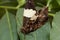 Close up of a brown white falter sitting on a green leaf