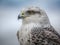 Close up of brown and white hawk in profile with yellow eye on bright background