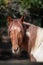 Close-up of a brown and white horse, looking curiously towards the camera