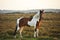 Close up of brown and white New Forest pony