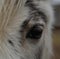 Close up of brown and white pony grazing on meadow