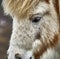 Close up of brown and white pony grazing on meadow