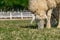 Close up Brown Woolly Sheep Grazing in a farm Field, low angel view parallels the ground, blurred background of a farm, space for