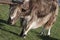 Close up of a brown yak, Bos grunniens, in a rural area near Kharakhorum, Mongolia