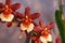 Close Up of Brown, Yellow and Orange Oncidium Orchid Flowers