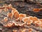 A close-up of brown-yellow-white Rot Bark Mushrooms on a fallen tree