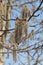 A close up of brownish-gray furry male catkins of common aspen Populus tremula on a branch against the sky