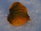 A close-up of a brownish leaf on snow