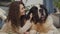 Close-up of brunette caucasian woman stroking big Saint Bernard\'s ear and talking. Smiling girl resting with pet at home