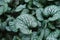 Close up on brunnera macrophylla, top view