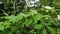 Close-up on a bryony, a poisonous climbing plant surrounded by bindweed and other vegetation