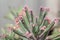 Close up Bryophyllum daigremontianum succulent, commonly called devilâ€™s backbone, mother of thousands