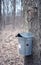 Close up bucket for collecting maple syrup