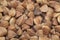 Close-up of buckwheat