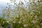 Close up of buckwheat flowers