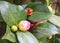 Close up of Bud of Camellia Japonica - Pink Wood Rose Flower with Green Leaves in Background